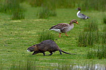 Coypu (Myocastor coypus) with Greylag goose (Anser anser) and duck in background. Le Teich, Gironde, Nouvelle-Aquitaine, France. April.