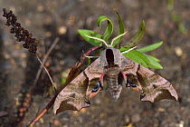 Eyed hawk-moth (Smerinthus ocellatus) on leaf, Vendee, Pays-de-la-Loire, France. April.