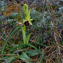 Early spider orchid (Ophrys sphegodes), Les Sables d'Olonne, Vendee, Pays-de-la-Loire, France. March.
