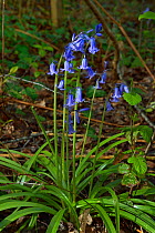 Bluebell (Hyacinthoides non-scripta), Le Teich, Gironde, Nouvelle-Aquitaine, France. April.