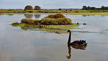 Black swan (Cygnus atratus) swimming in marsh on lle d'Olonne, Vendee, Pays-de-la-Loire, France. April