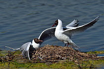 Black-headed gull (Chroicocephalus ridibundus), two fighting at nest. Marais Breton, Vendee, Pays-de-la-Loire, France. May.