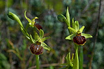 Early spider orchid (Ophrys sphegodes), Les Sables d'Olonne, Vendee, Pays-de-la-Loire, France. April.
