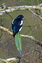 Eurasian magpie (Pica pica) on branch. Vendee, Pays-de-la-Loire, France. March.