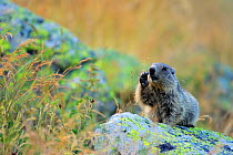 Alpine marmot (Marmota marmota) feeding, Andorra, July.
