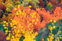 Autumn colours of Poplar (Populus sp) Ordesa y Monte Perdido National Park, Spain. October.
