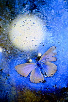 Blue butterfly (Lycaenidae) frozen in ice,  Cortes de la Frontera,  Los Alcornocales Natural Park. Spain. Highly commended in the Other animals category of the GDT European Wildlife Photographer of th...