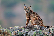 Iberian lynx (Lynx pardinus), Sierra de Andujar Natural Park, Jaen, Spain, September.
