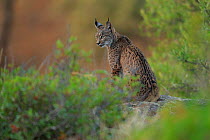 Iberian lynx (Lynx pardinus), Sierra de Andujar Natural Park, Jaen, Spain, September.