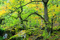 Sessile oak woodland (Quercus petrea) Muniellos National Park, Asturias, Spain. October