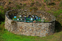 Bee hives kept in walled area to deter bears, Muniellos National Park, Asturias, Spain. October