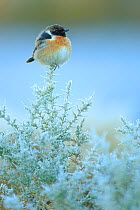 Common stonechat (Saxicola torquatus) on frost covered broom (Genista triacanthos) Sierra de Grazalema Natural Park, southern Spain, December.