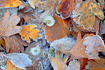 Frost covered Common hawthorn (Crategus monogyna) leaves, with Freshwater snail, Sierra de Grazalema Natural Park, southern Spain, December.