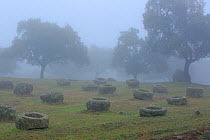 Granite feeding troughs for bulls in the fog in Sierra de Andujar Natural Park, Jaen, Andalusia, Spain, December