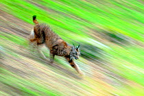 Iberian lynx (Lynx pardinus) running, blurred motion, Sierra de Andujar Natural Park,  Spain, December.