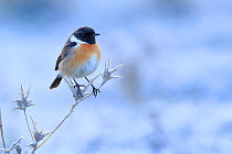 Common stonechat (Saxicola torquata) on frozen and dry thistle. Sierra de Grazalema Natural Park, southern Spain, January.