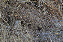 Short-eared owl (Asio flammeus) camouflaged, Donana Natural Park, Andalusia, Spain. January.