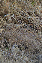 Short-eared owl (Asio flammeus) camouflaged, Donana Natural Park, Andalusia, Spain. January.
