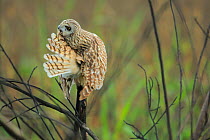 Short-eared owl (Asio flammeus) perched and preening feathers, Donana Natural Park, Andalusia, Spain. January.