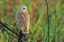 Short-eared owl (Asio flammeus) perched, Donana Natural Park, Andalusia, Spain. January.