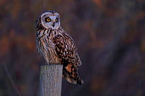 Short-eared owl (Asio flammeus) perched on a fence post, Doana Natural Park, Andalusia, Spain. January.