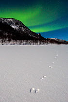 Footprints of Arctic hare (Lepus arcticus) with  Northern lights (Aurora borealis) over Senja, Norway. February