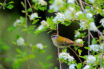 Firecrest (Regulus ignicapillus) perched in Common hawthron. Grazalema, Andalusia, Spain, April.