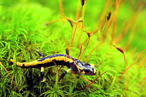 Fire salamander (Salamandra salamandra)  juvenile on moss, Saja Besaya Natural Park, Saja, Cantabria, Spain, August.