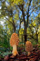 Morel mushroom (Morchella sp) Sierra de Grazalema Natural Park, southern Spain, May.