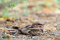 Red-necked nightjar (Caprimulgus ruficollis) on nest with eggs, Arcos de la Frontera, southern Spain, May