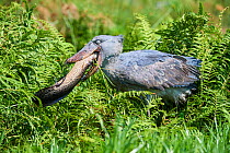 Shoebill stork (Balaeniceps rex) female feeding on a Spotted African lungfish (Protopterus dolloi) in the swamps of Mabamba, Lake Victoria, Uganda.. Sequence 5/13