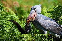 Shoebill stork (Balaeniceps rex) female feeding on a Spotted African lungfish (Protopterus dolloi) in the swamps of Mabamba, Lake Victoria, Uganda.. Sequence 4/13