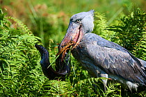 Shoebill stork (Balaeniceps rex) female feeding on a Spotted African lungfish (Protopterus dolloi) in the swamps of Mabamba, Lake Victoria, Uganda.. Sequence 3/13