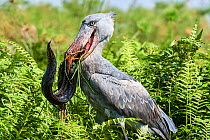 Shoebill stork (Balaeniceps rex) female feeding on a Spotted African lungfish (Protopterus dolloi) in the swamps of Mabamba, Lake Victoria, Uganda.. Sequence 2/13