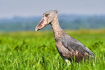 Shoebill stork (Balaeniceps rex) in the swamps of Mabamba, Lake Victoria, Uganda.