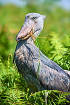 Shoebill stork (Balaeniceps rex) after eating a Spotted African lungfish in the swamps of Mabamba, Lake Victoria, Uganda.
