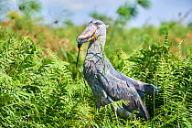 Shoebill stork (Balaeniceps rex) female feeding on a Spotted African lungfish (Protopterus dolloi) in the swamps of Mabamba, Lake Victoria, Uganda.. Sequence 13/13