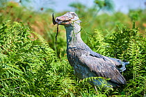Shoebill stork (Balaeniceps rex) female feeding on a Spotted African lungfish (Protopterus dolloi) in the swamps of Mabamba, Lake Victoria, Uganda.. Sequence 12/13