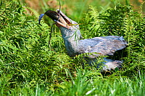 Shoebill stork (Balaeniceps rex) female feeding on a Spotted African lungfish (Protopterus dolloi) in the swamps of Mabamba, Lake Victoria, Uganda.. Sequence 9/13