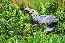 Shoebill stork (Balaeniceps rex) female feeding on a Spotted African lungfish (Protopterus dolloi) in the swamps of Mabamba, Lake Victoria, Uganda.. Sequence 8/13