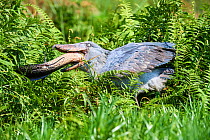 Shoebill stork (Balaeniceps rex) female feeding on a Spotted African lungfish (Protopterus dolloi) in the swamps of Mabamba, Lake Victoria, Uganda.. Sequence 7/13