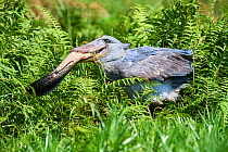 Shoebill stork (Balaeniceps rex) female feeding on a Spotted African lungfish (Protopterus dolloi) in the swamps of Mabamba, Lake Victoria, Uganda.. Sequence 6/13