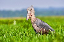RF - Shoebill stork (Balaeniceps rex) in the swamps of Mabamba, Lake Victoria, Uganda. (This image may be licensed either as rights managed or royalty free.)