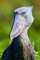 RF - Shoebill stork (Balaeniceps rex) portrait. Swamps of Mabamba, Lake Victoria, Uganda. (This image may be licensed either as rights managed or royalty free.)