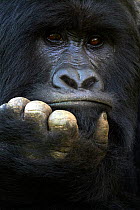 RF - Mountain gorilla (Gorilla beringei beringei) silverback male, portrait, member of the Nyakagezi group, Mgahinga National Park, Uganda., Critically endangered. (This image may be licensed either a...