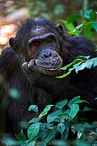 RF - Chimpanzee (Pan troglodytes schweinfurthii) portrait, male, Kibale National Park, Uganda. (This image may be licensed either as rights managed or royalty free.)