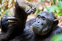 Chimpanzee (Pan troglodytes schweinfurthii) male, scratching its leg, National Park, Uganda.