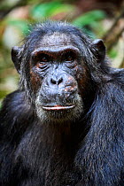 Chimpanzee (Pan troglodytes schweinfurthii) portrait, male, Kibale National Park, Uganda.