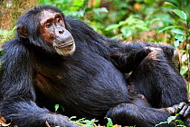 Chimpanzee (Pan troglodytes schweinfurthii) male, resting, Kibale National Park, Uganda.