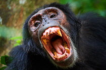 Chimpanzee (Pan troglodytes schweinfurthii) male, yawning, Kibale National Park, Uganda.